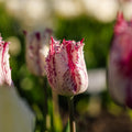 Tulppaani 'Purple Circus'