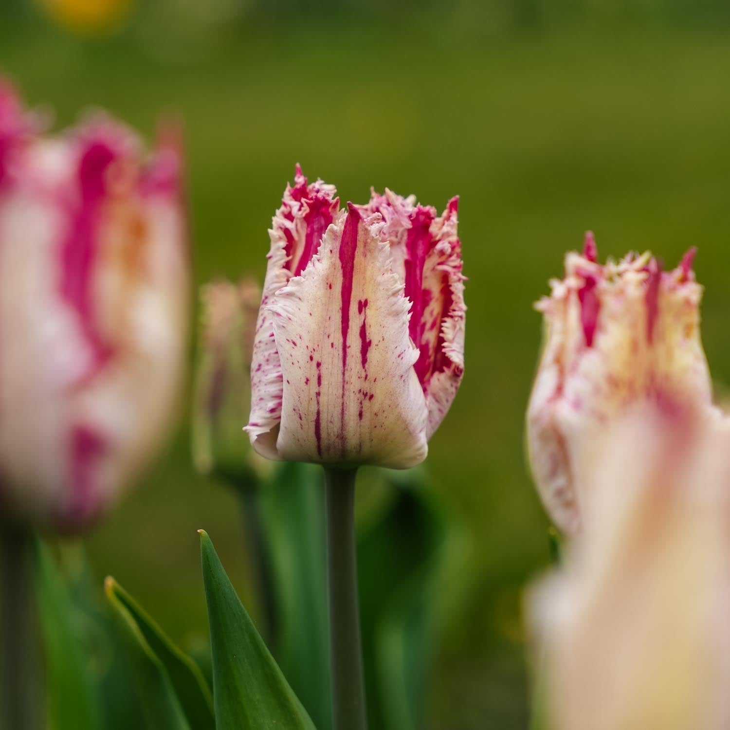 Tulppaani 'Purple Circus'