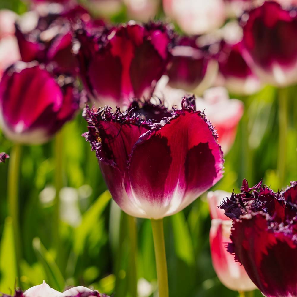 Tulppaani 'Purple Crystal'