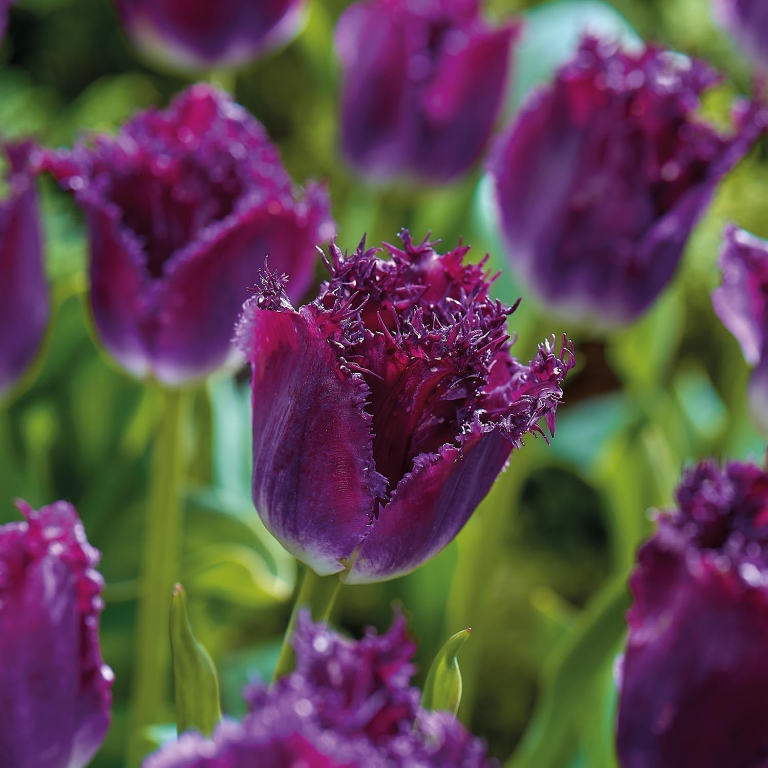 Tulppaani 'Purple Crystal'