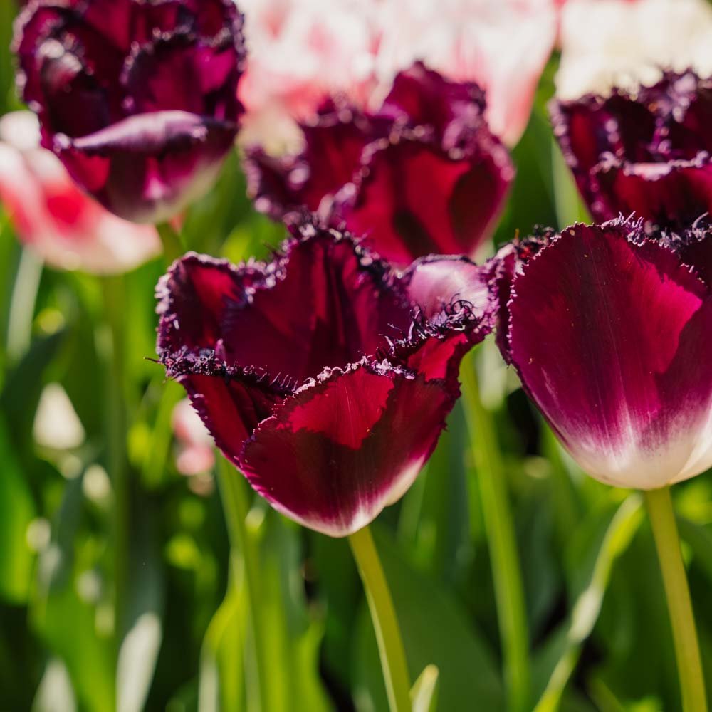 Tulppaani 'Purple Crystal'