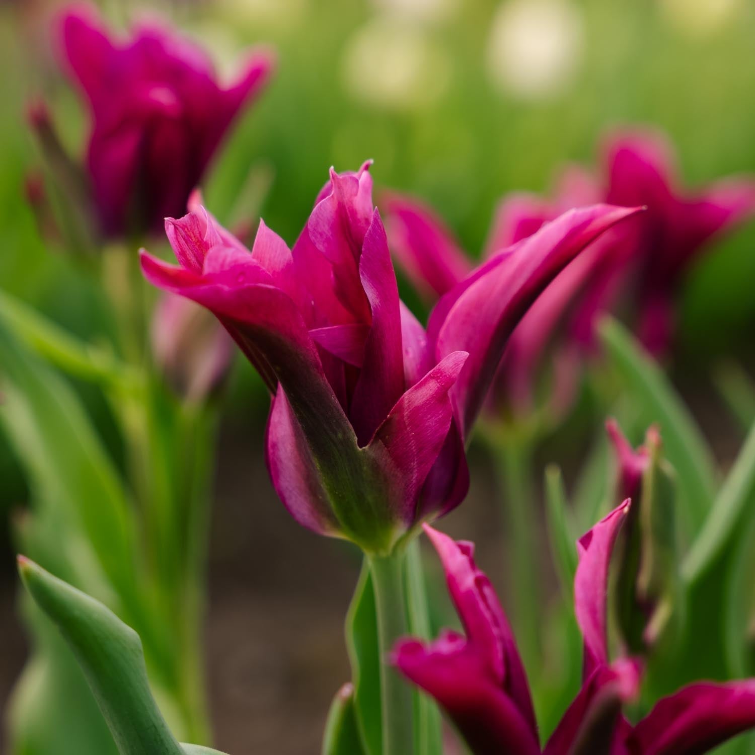 Tulppaani 'Purple Doll'
