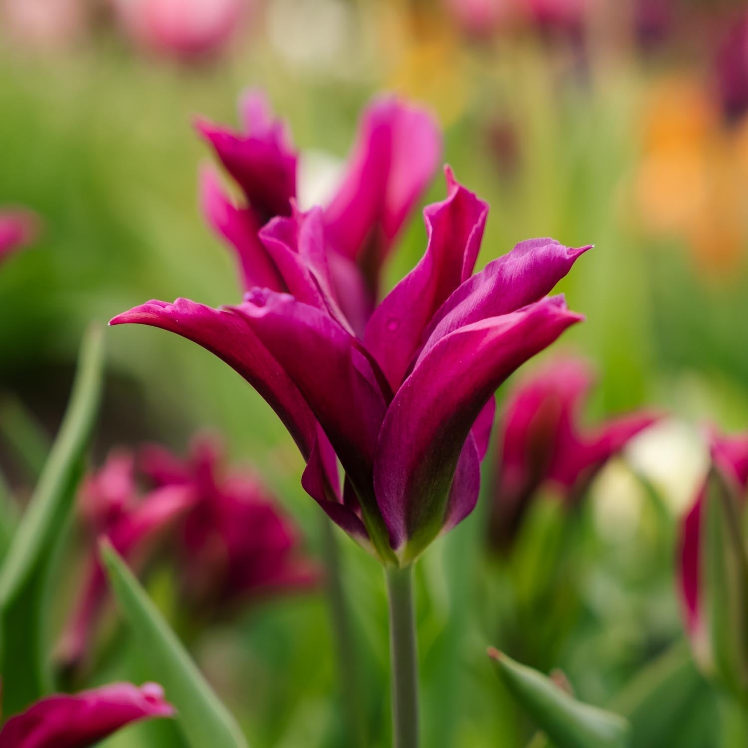 Tulppaani 'Purple Doll'