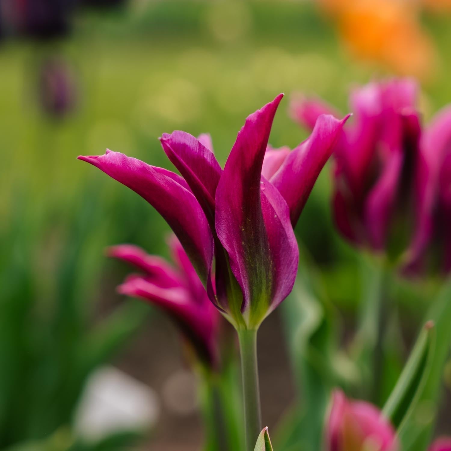 Tulppaani 'Purple Doll'