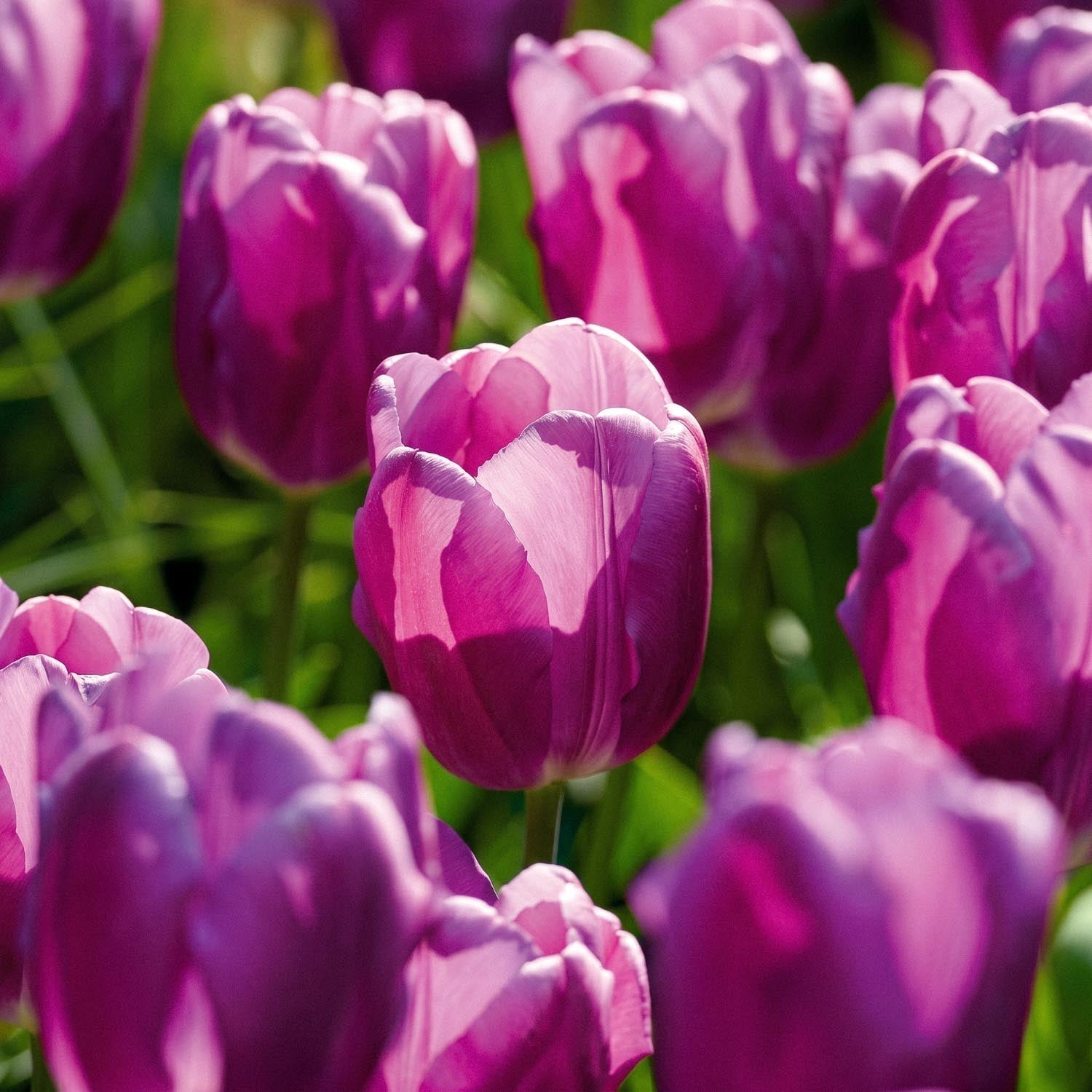 Tulppaani 'Purple Flag'