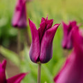 Tulppaani 'Purple Heart'
