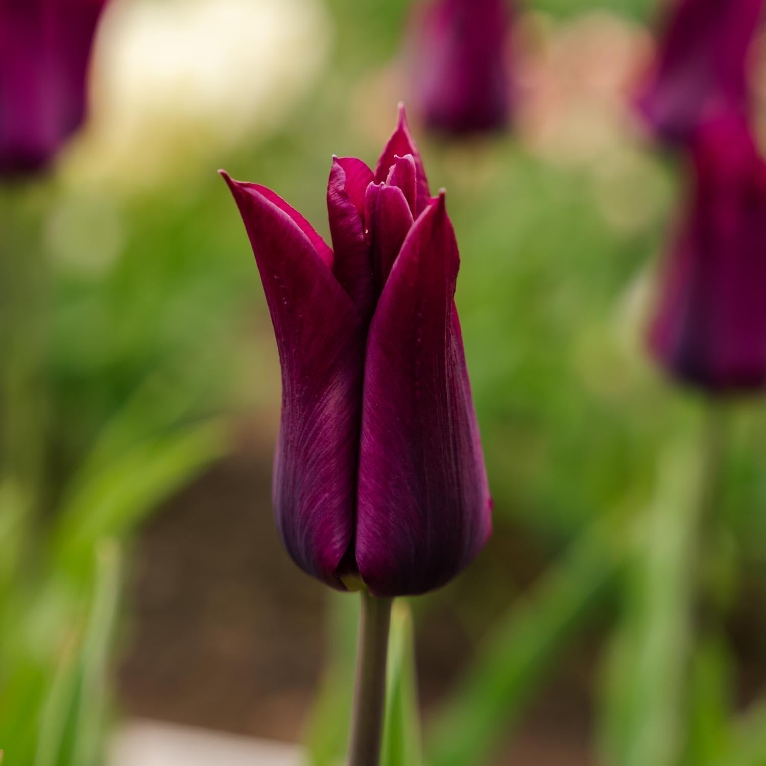 Tulppaani 'Purple Heart'