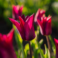 Tulppaani 'Purple Heart'