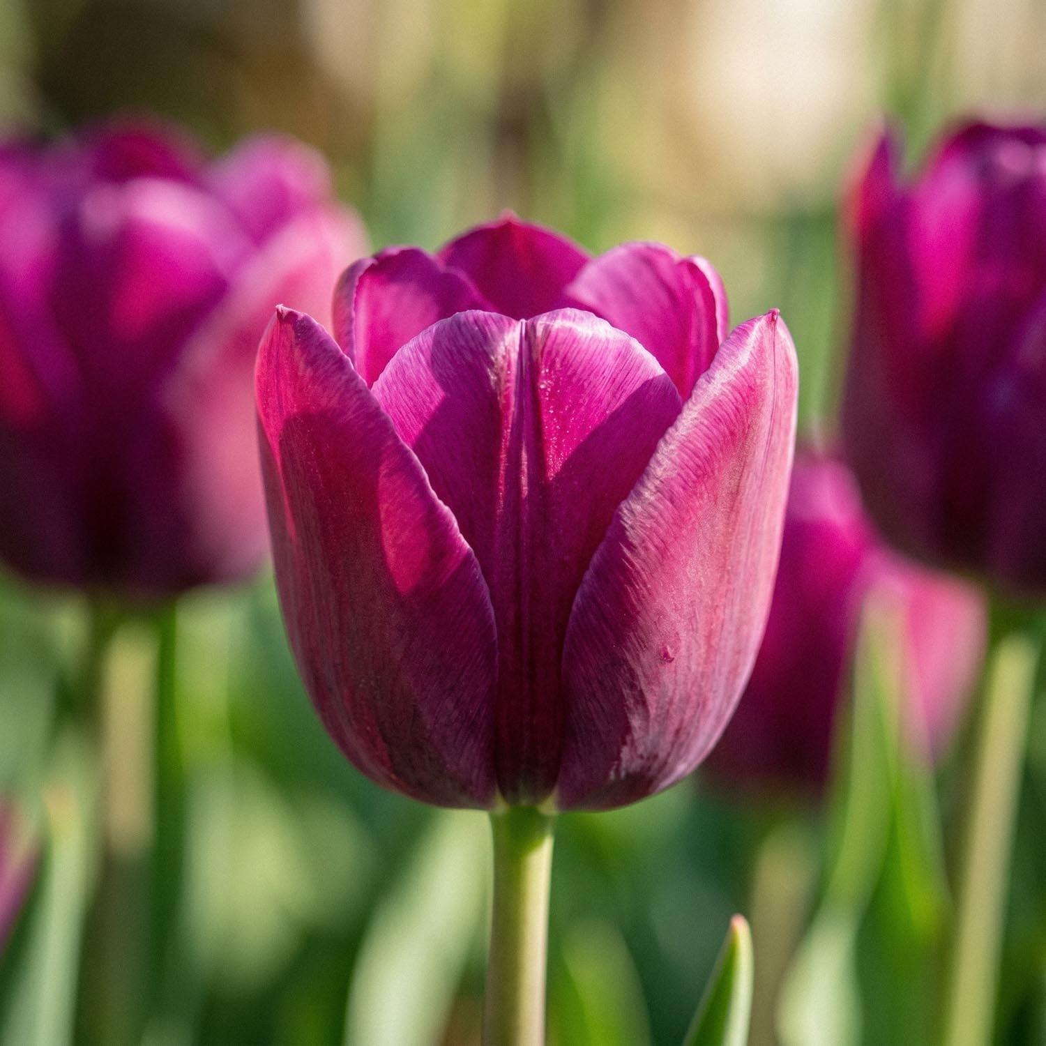 Tulppaani 'Purple Lady'