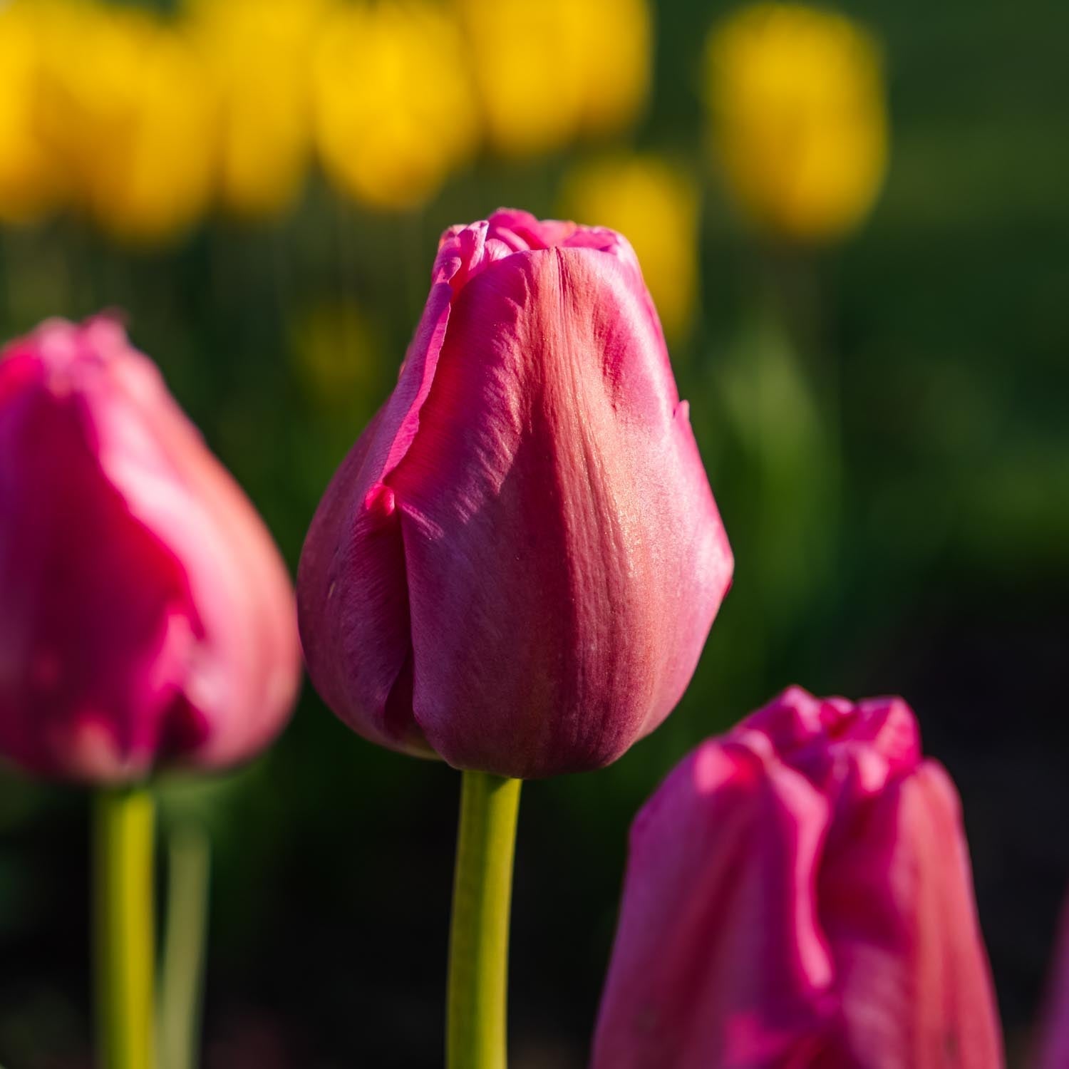 Tulppaani 'Purple Pride'