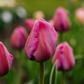 Tulppaani 'Purple Pride'