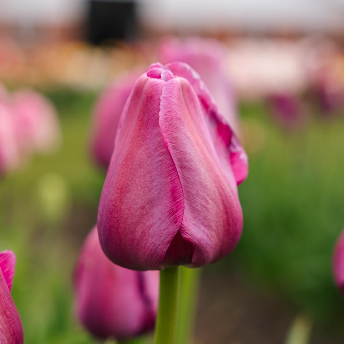 Tulppaani 'Purple Pride'