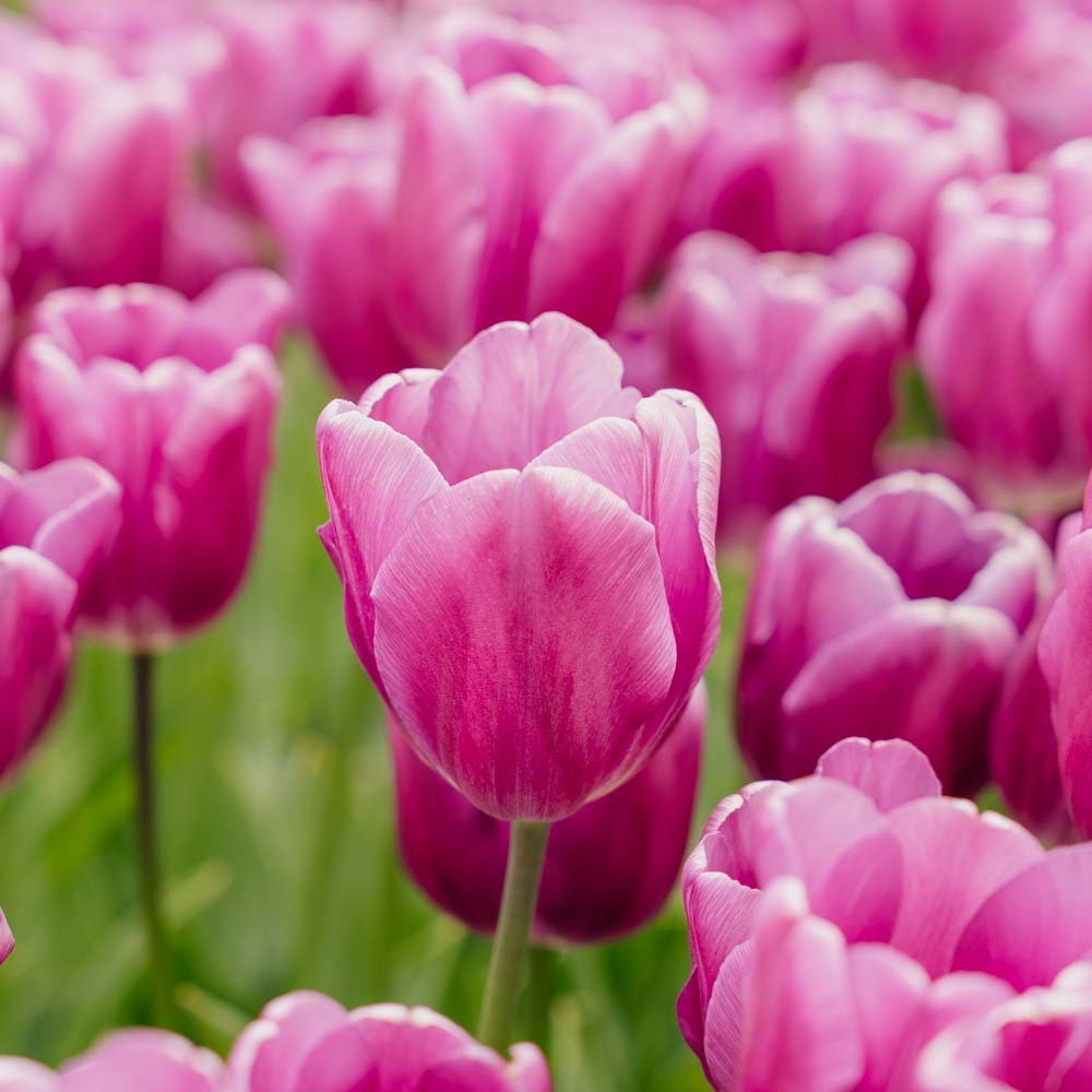 Tulppaani 'Purple Prince'