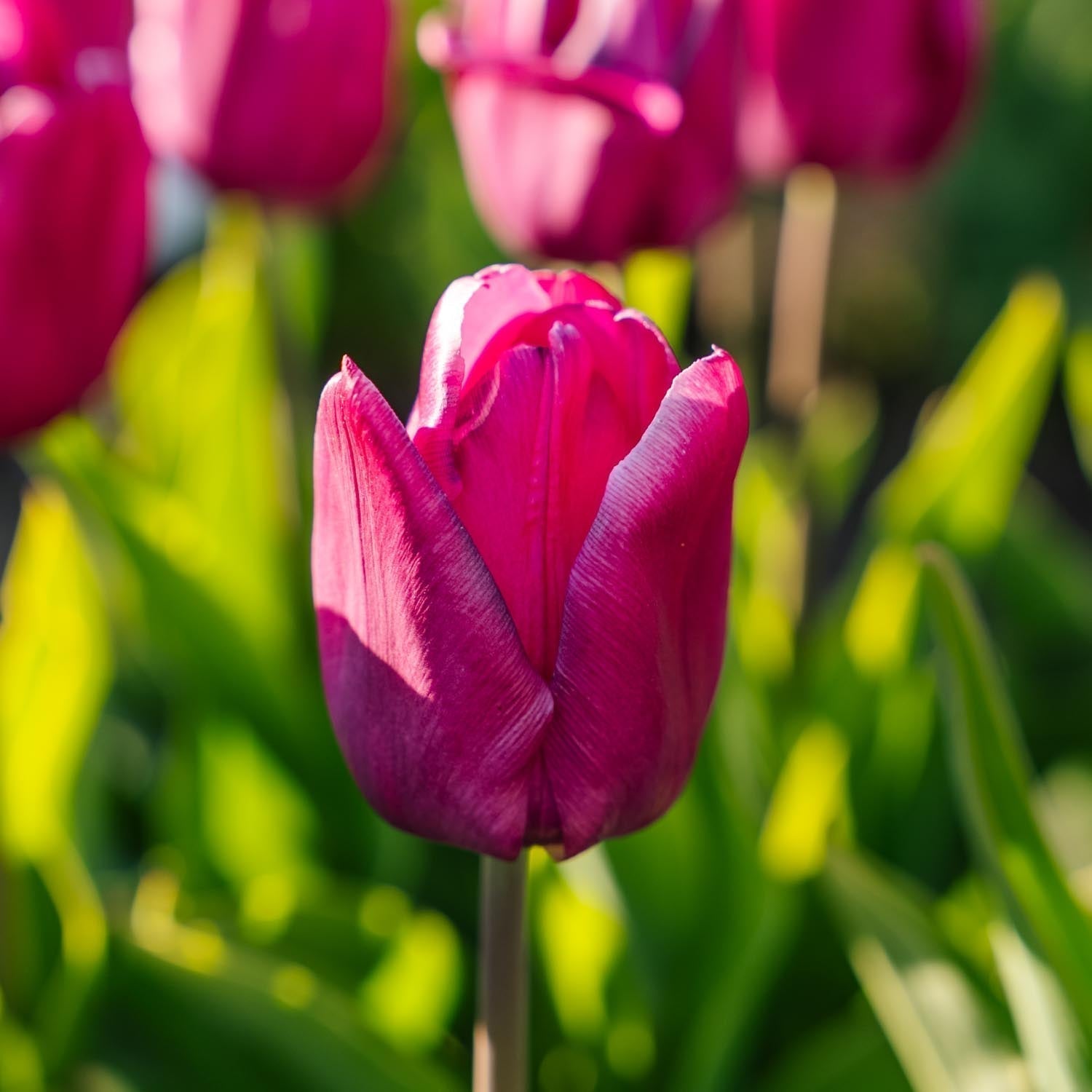 Tulppaani 'Purple Prince'