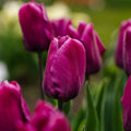 Tulppaani 'Purple Prince'