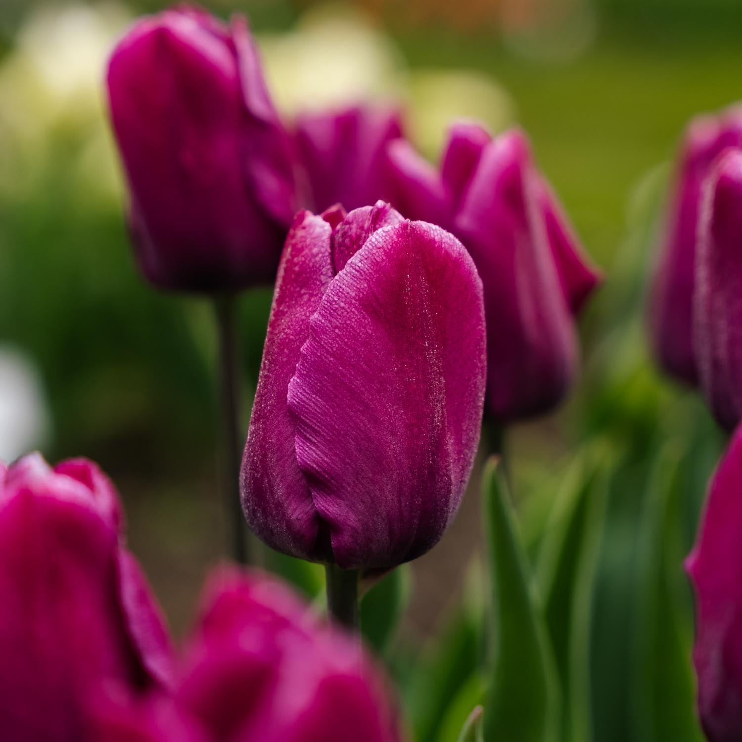 Tulppaani 'Purple Prince'