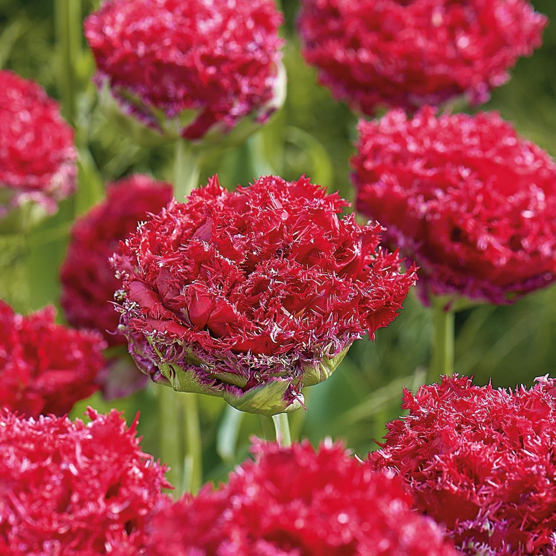 Tulppaani 'Qatar'