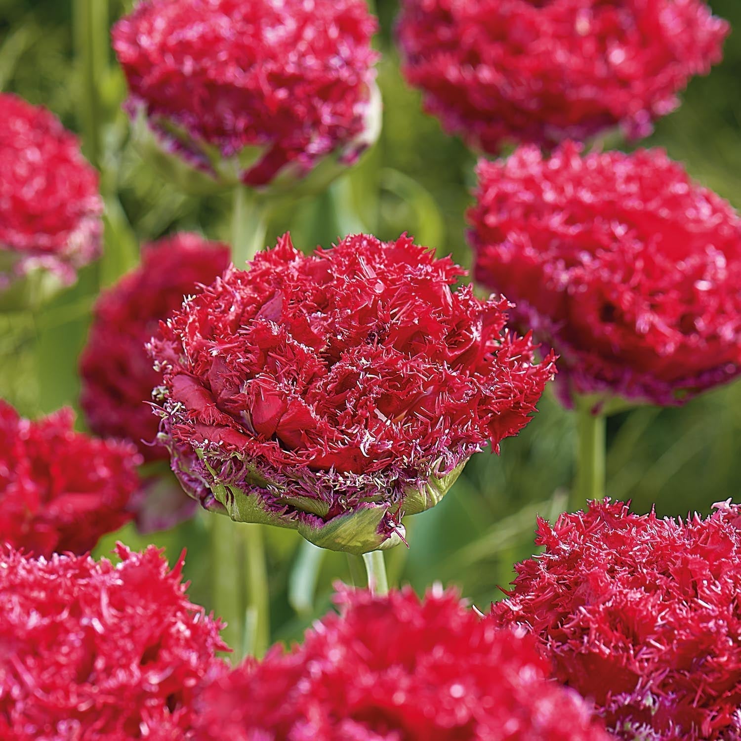Tulppaani 'Qatar'