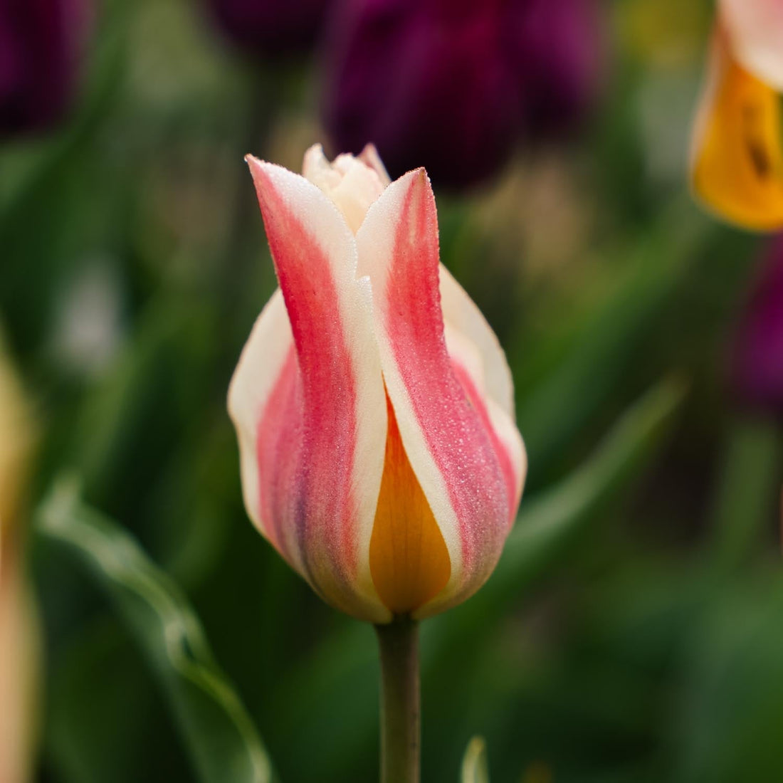 Tulppaani 'Quebec'