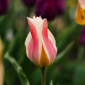 Tulppaani 'Quebec'