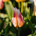 Tulppaani 'Quebec'