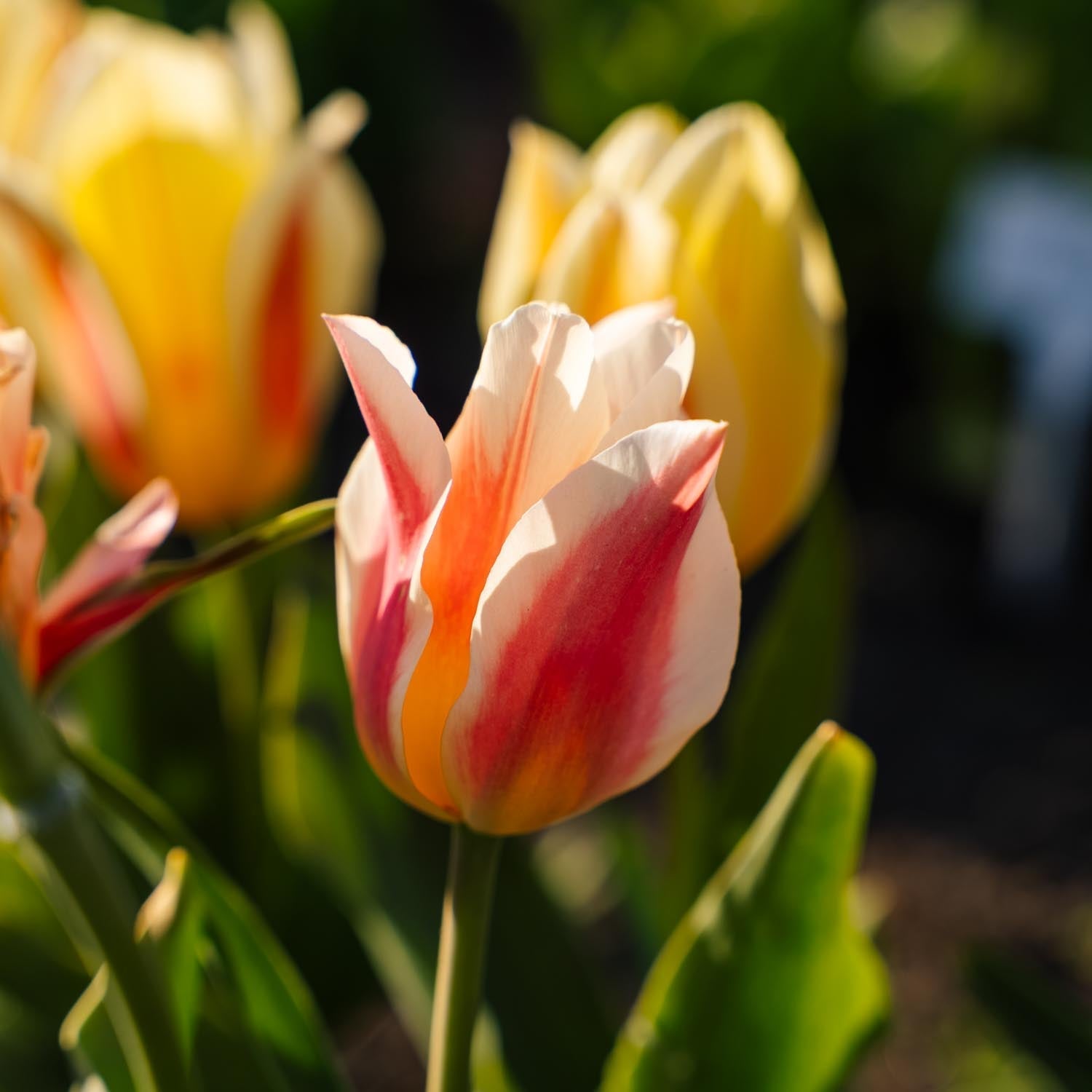 Tulppaani 'Quebec'