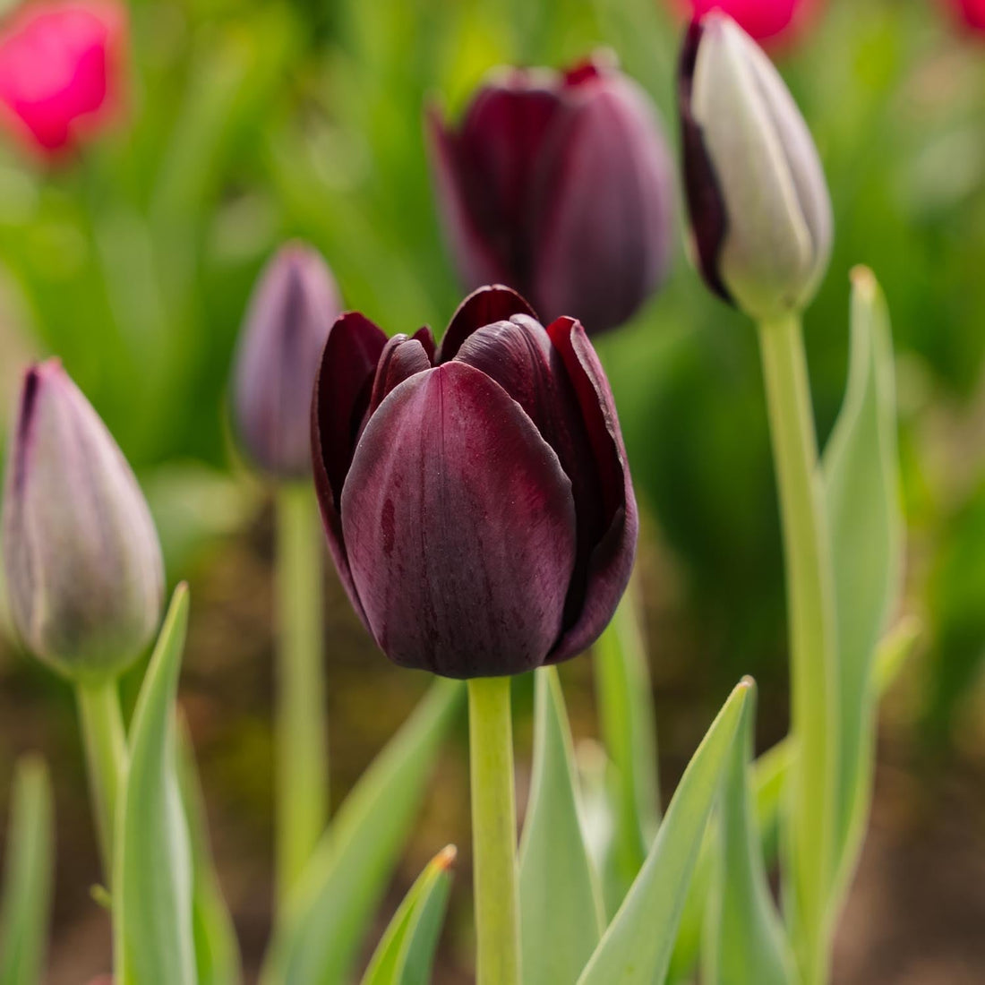 Tulppaani 'Queen Of Night'