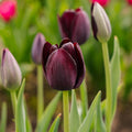 Tulppaani 'Queen Of Night'