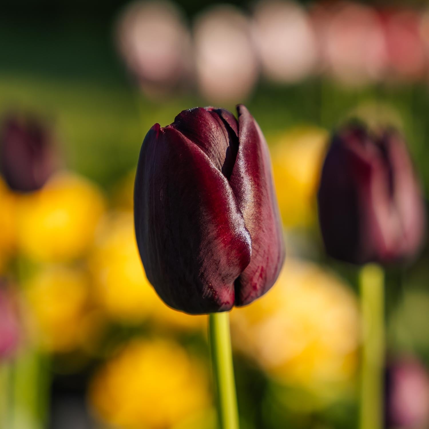 Tulppaani 'Queen Of Night'