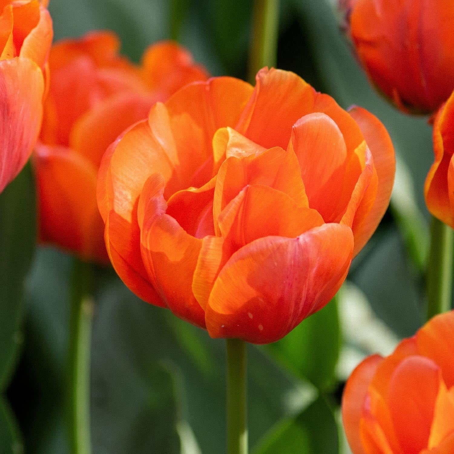 Tulppaani 'Queensday'
