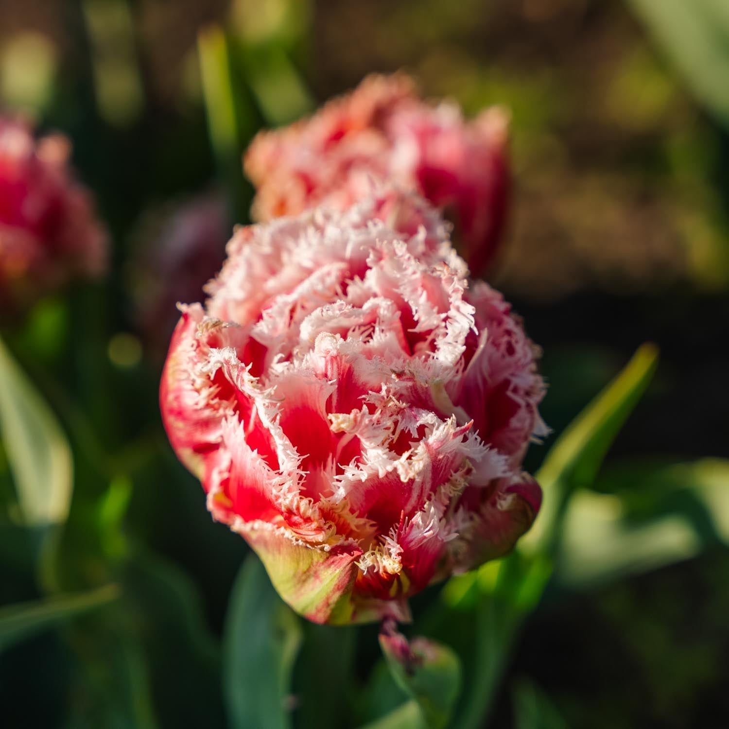Tulppaani 'Queensland'