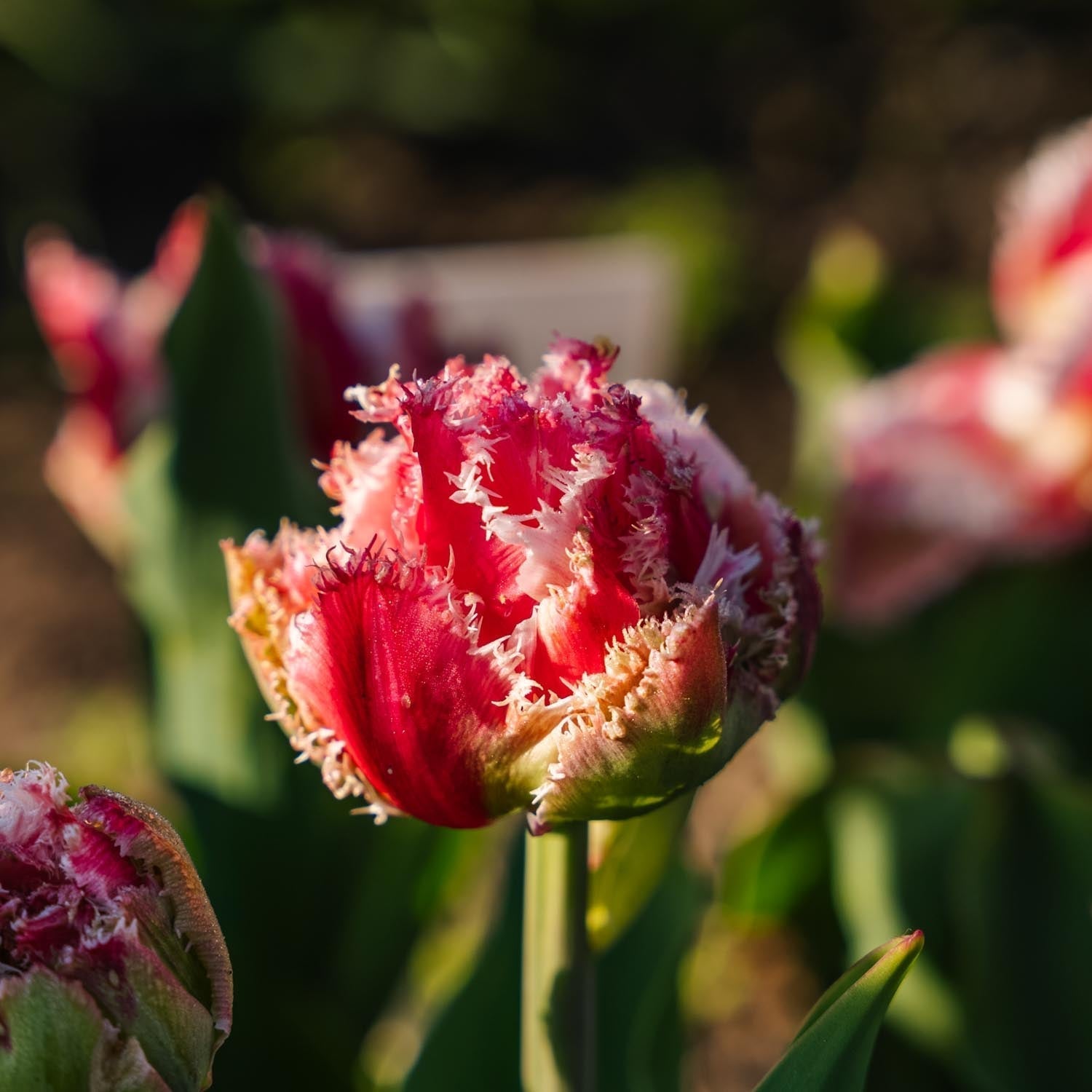 Tulppaani 'Queensland'