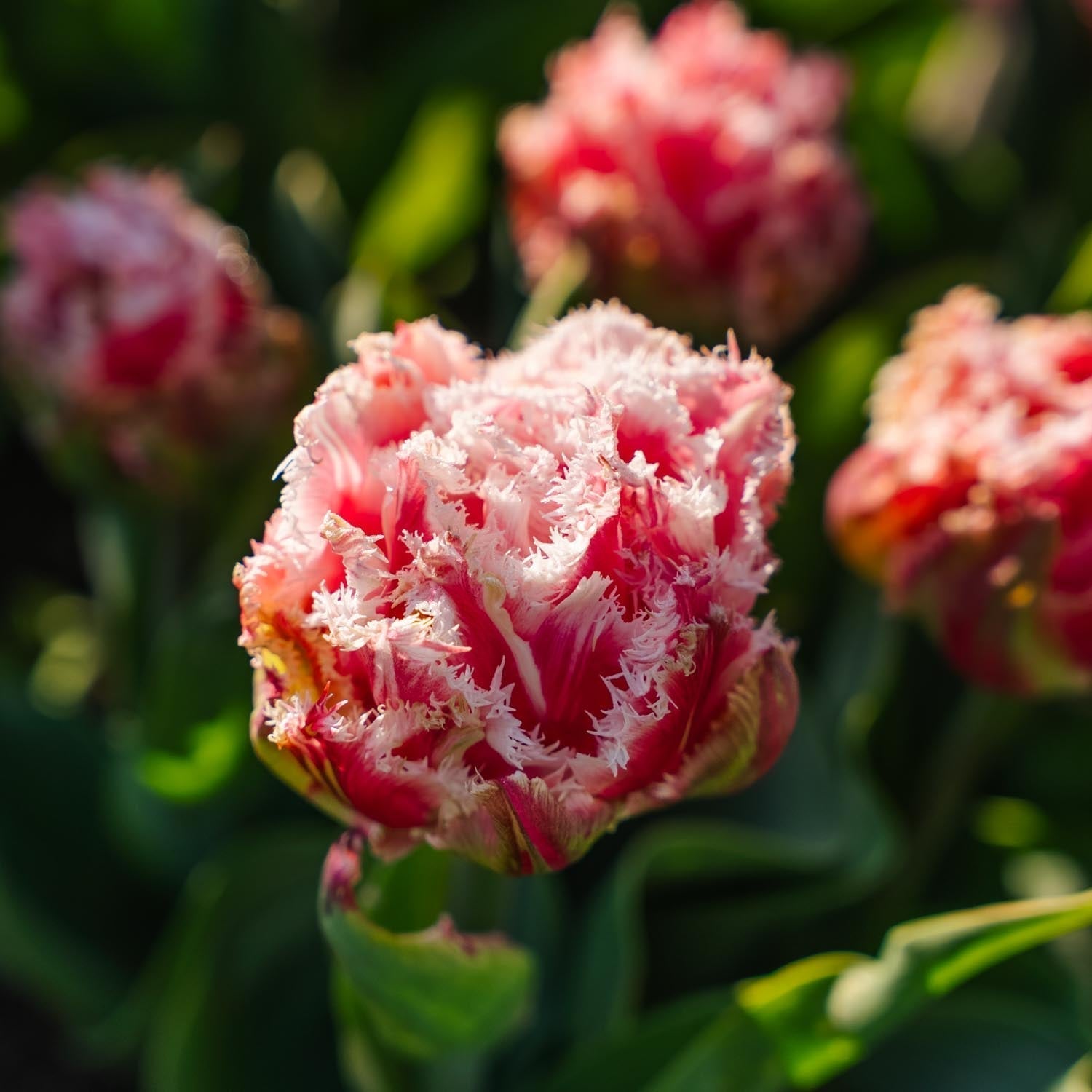 Tulppaani 'Queensland'
