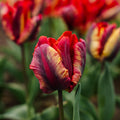 Tulppaani 'Rasta Parrot'