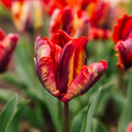 Tulppaani 'Rasta Parrot'