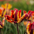 Tulppaani 'Rasta Parrot'