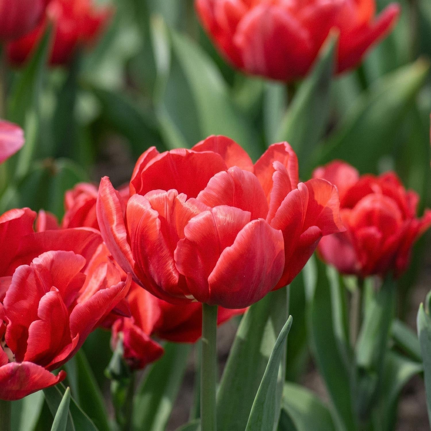 Tulppaani 'Red Foxtrot'