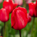 Tulppaani 'Red Impression'