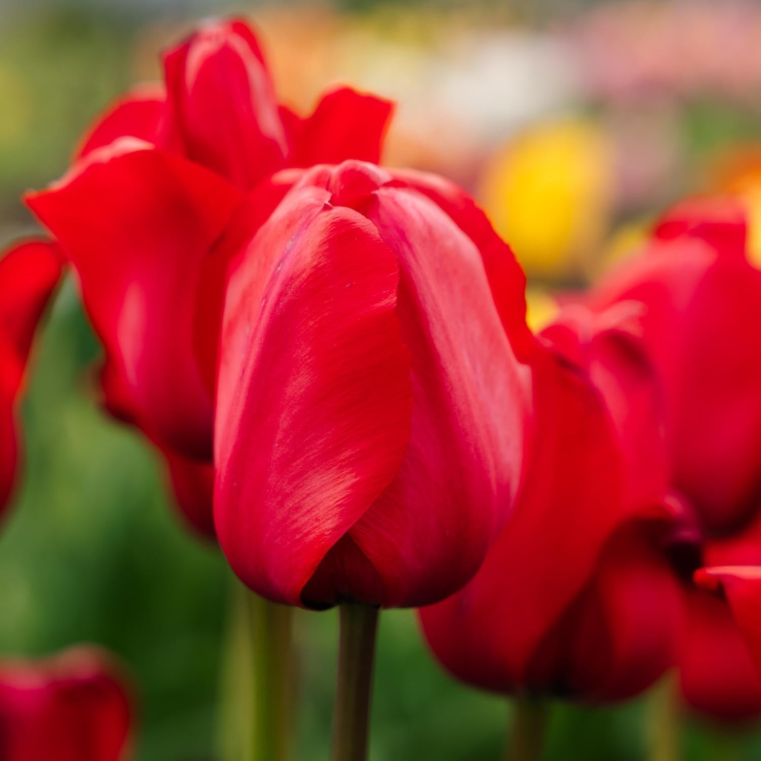 Tulppaani 'Red Impression'