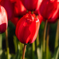 Tulppaani 'Red Impression'