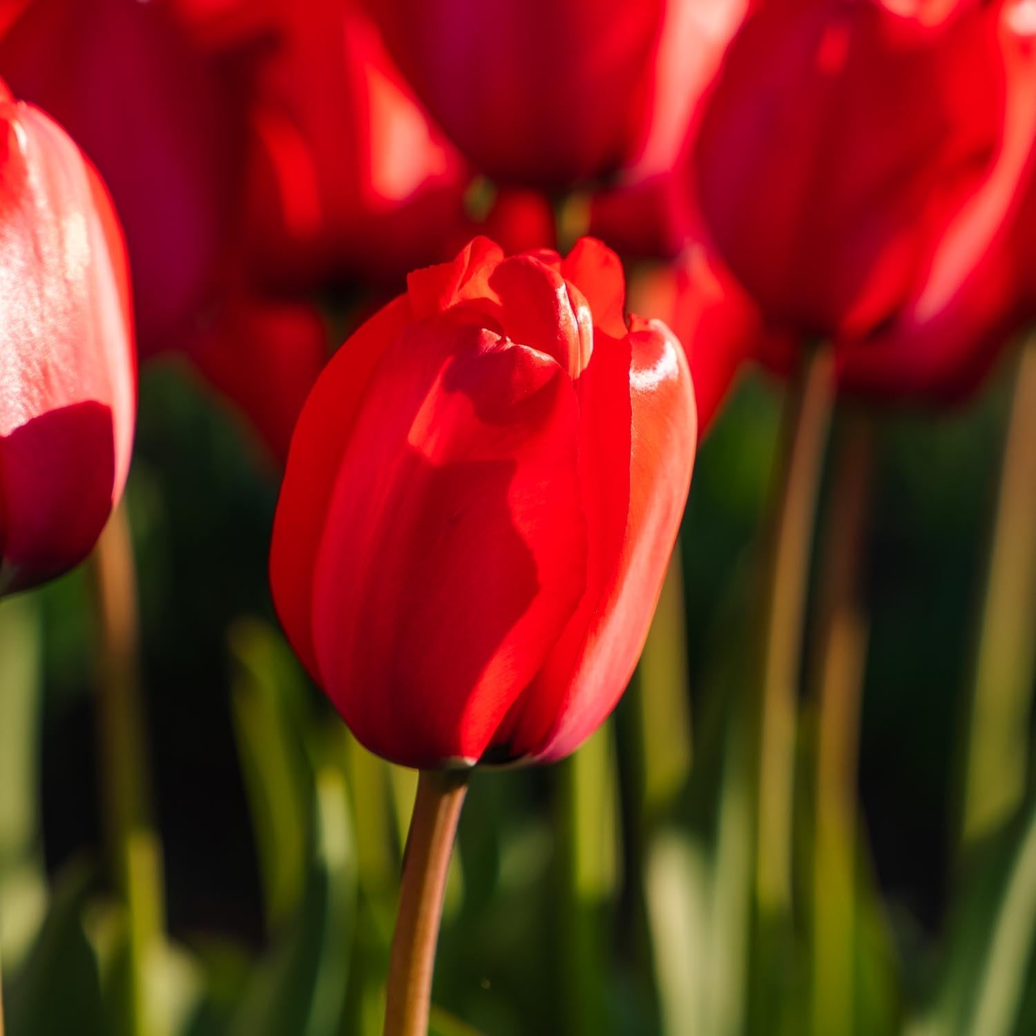 Tulppaani 'Red Impression'