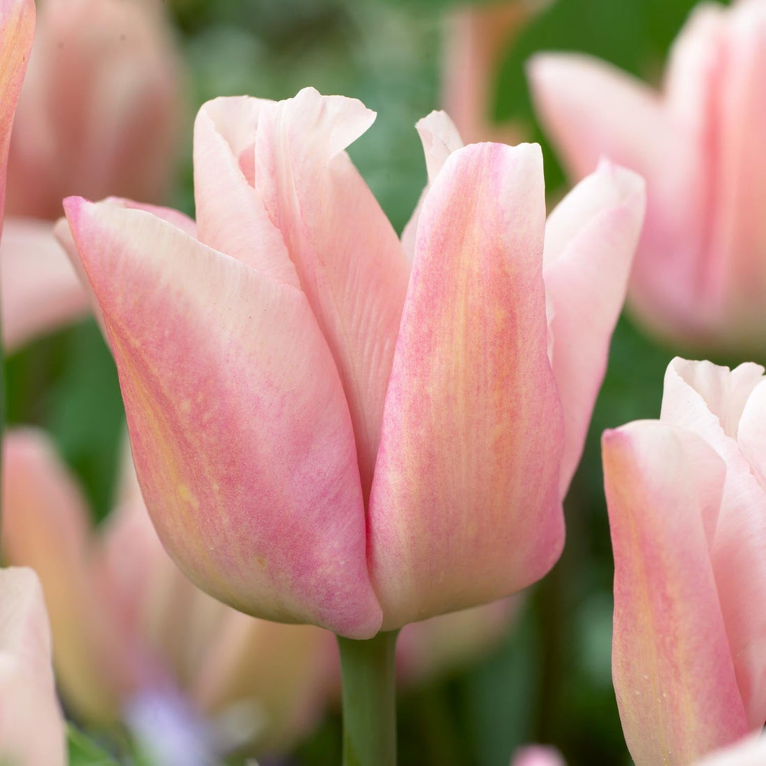 Tulppaani 'Rejoyce'