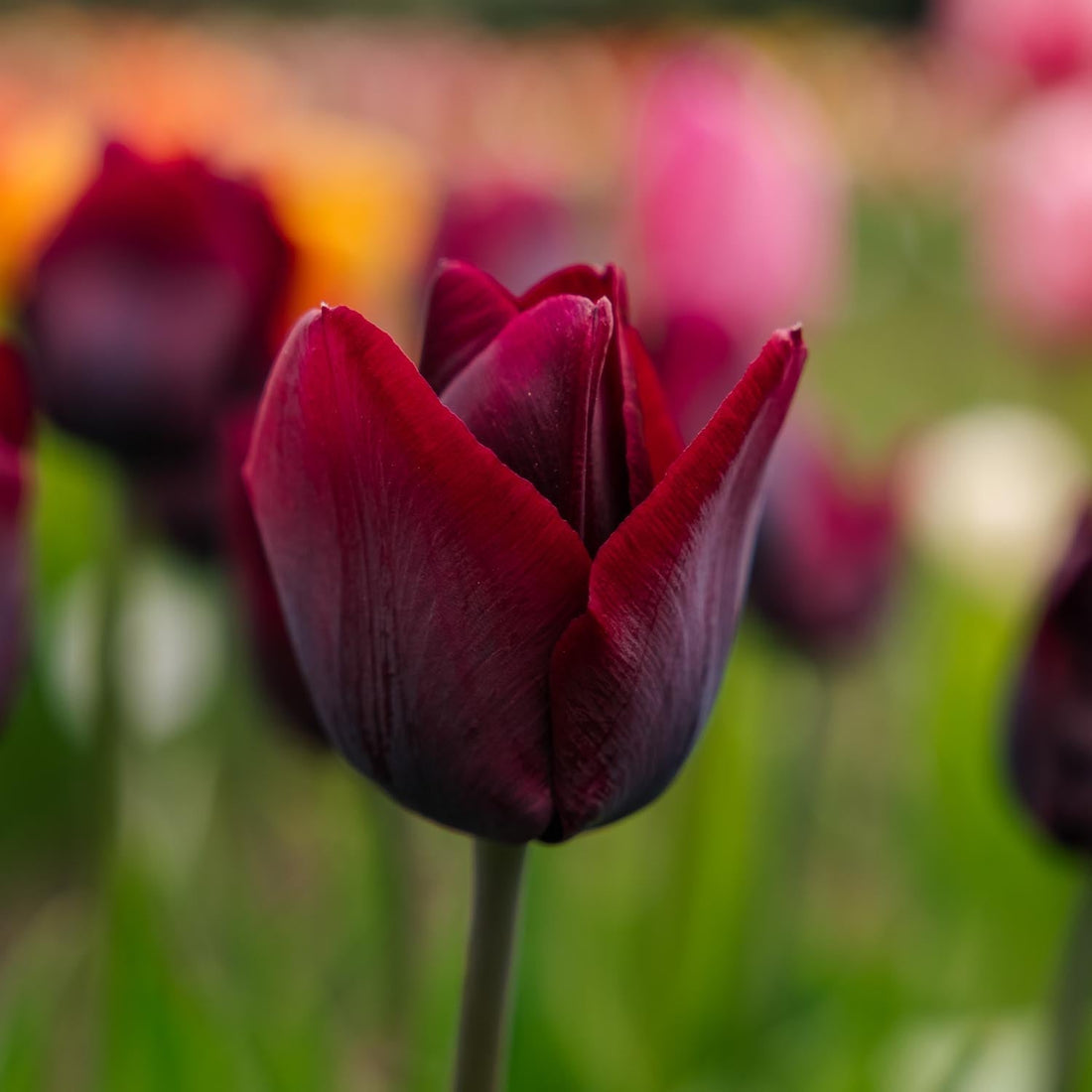 Tulppaani 'Ronaldo'