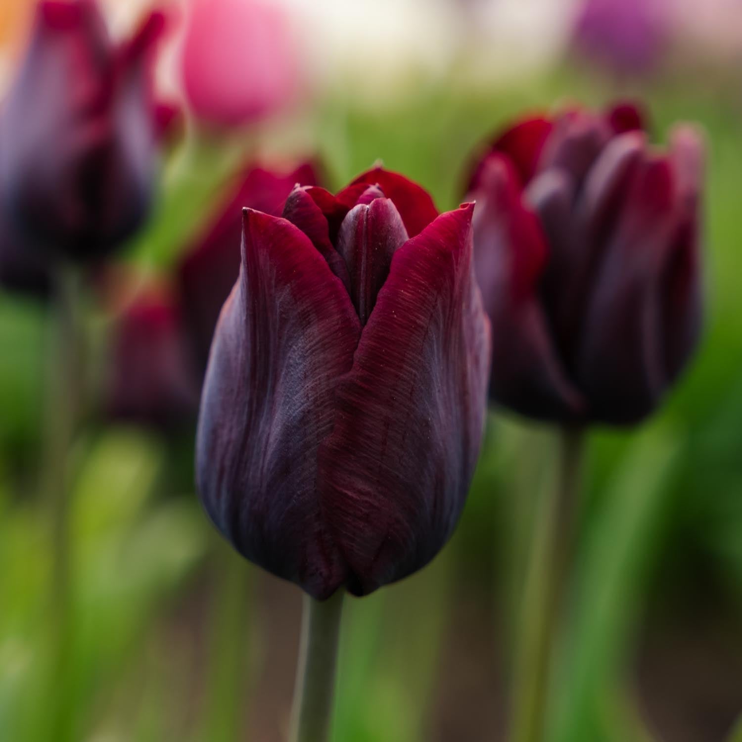 Tulppaani 'Ronaldo'