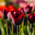 Tulppaani 'Ronaldo'