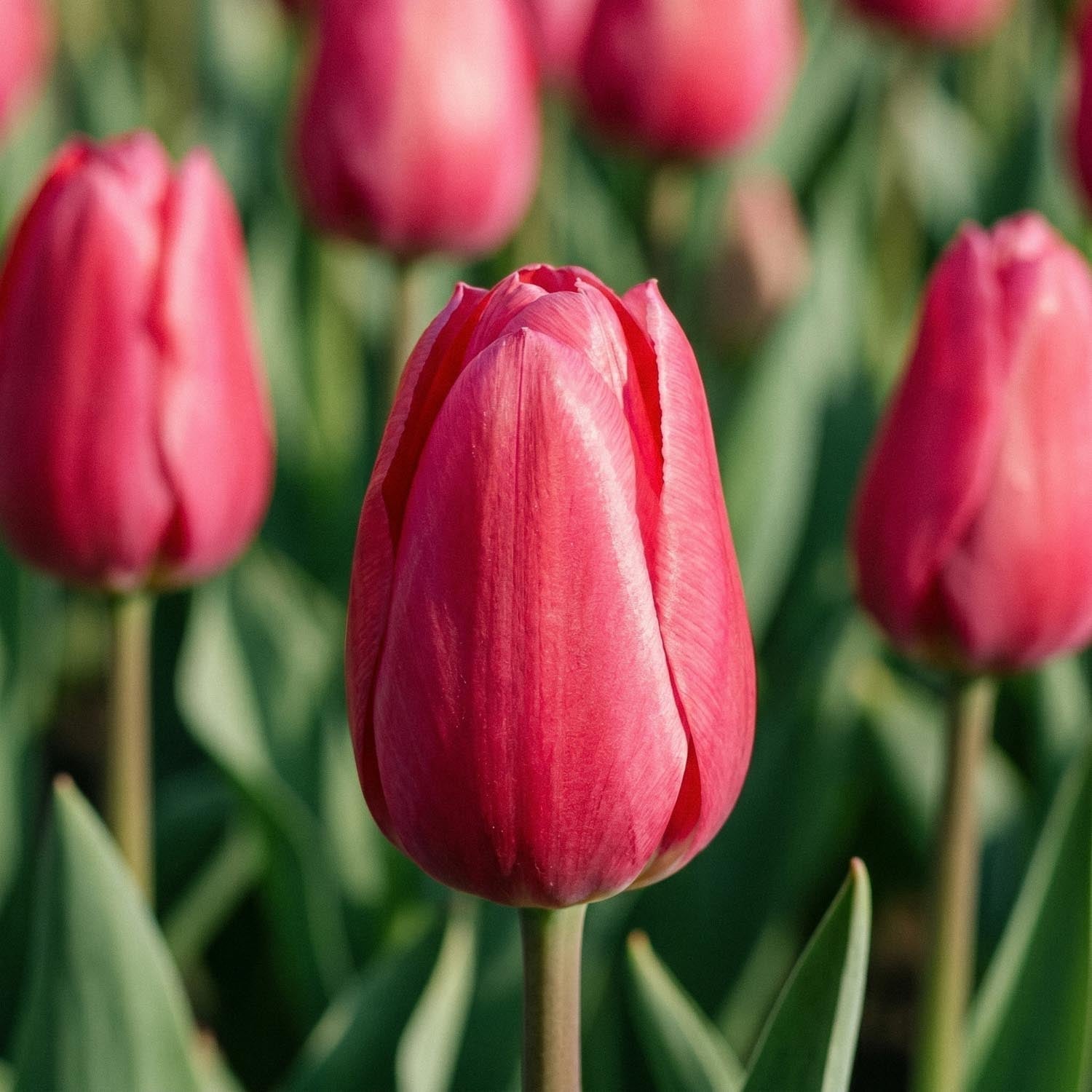 Tulppaani 'Rosy Delight'