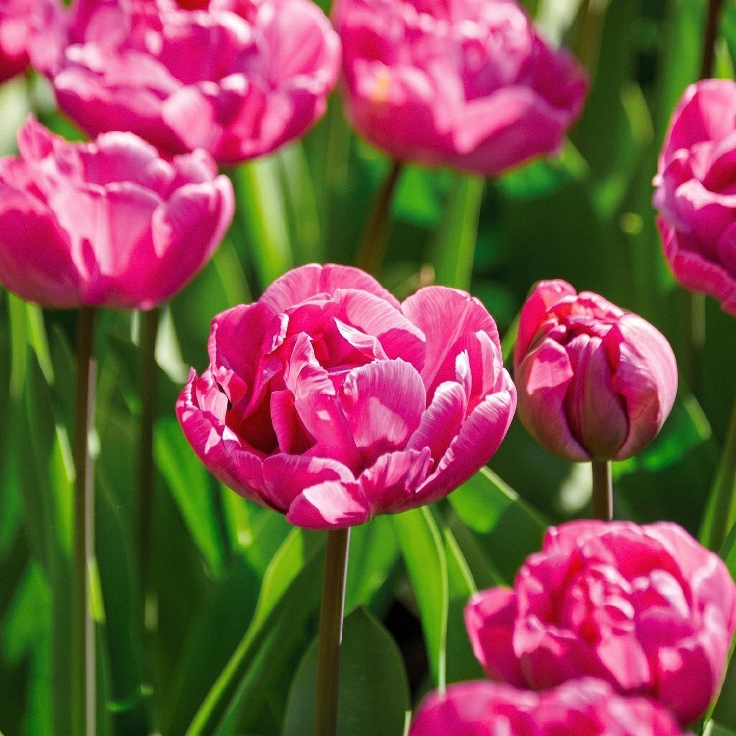 Tulppaani 'Rosy Diamond'