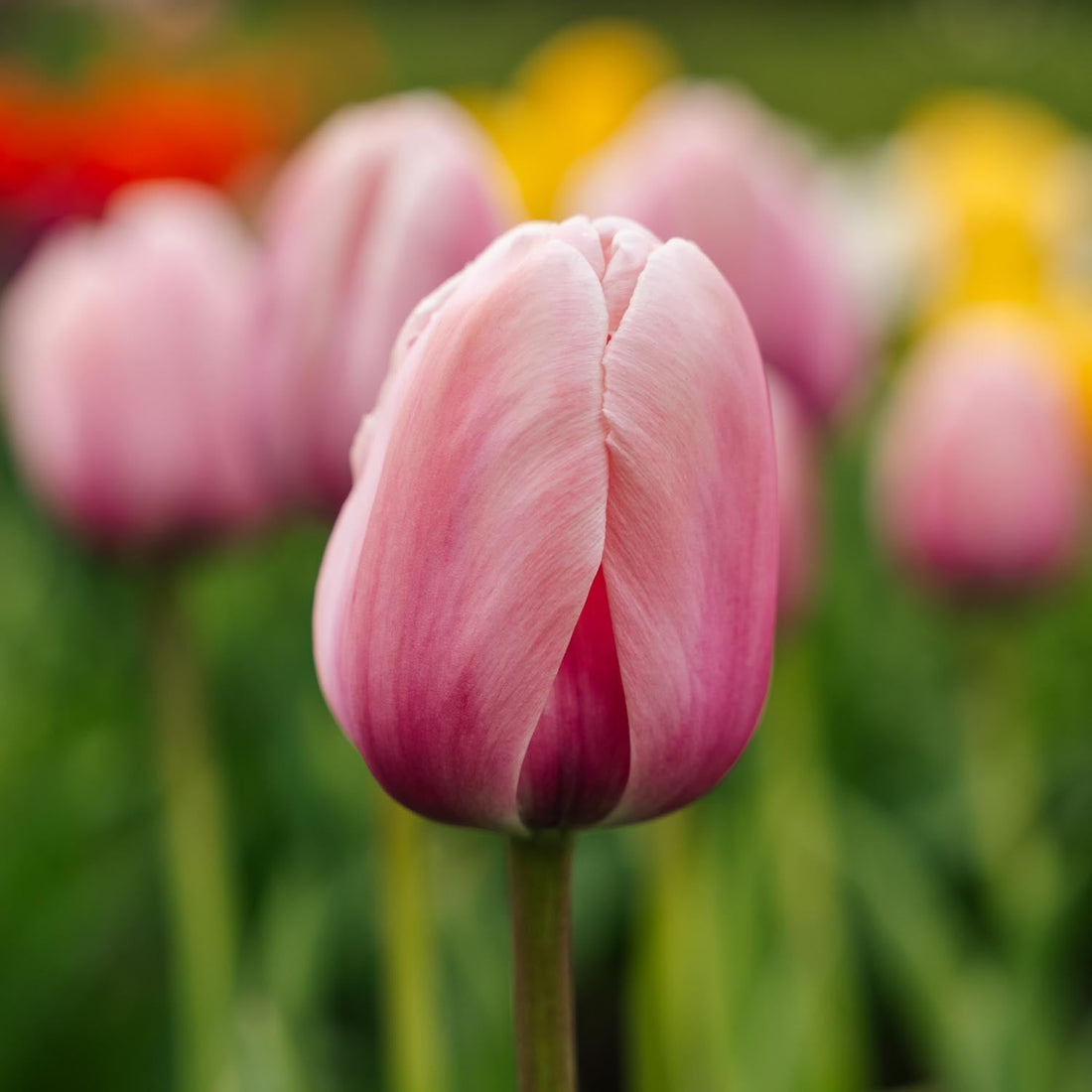 Tulppaani 'Salmon Impression'