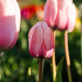 Tulppaani 'Salmon Impression'