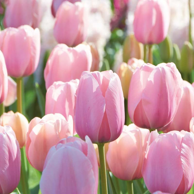 Tulppaani 'Salmon Impression'